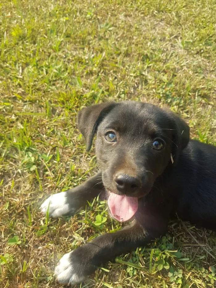 Cachorro raça Vira-Lata idade Abaixo de 2 meses nome DORA