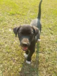 DORA