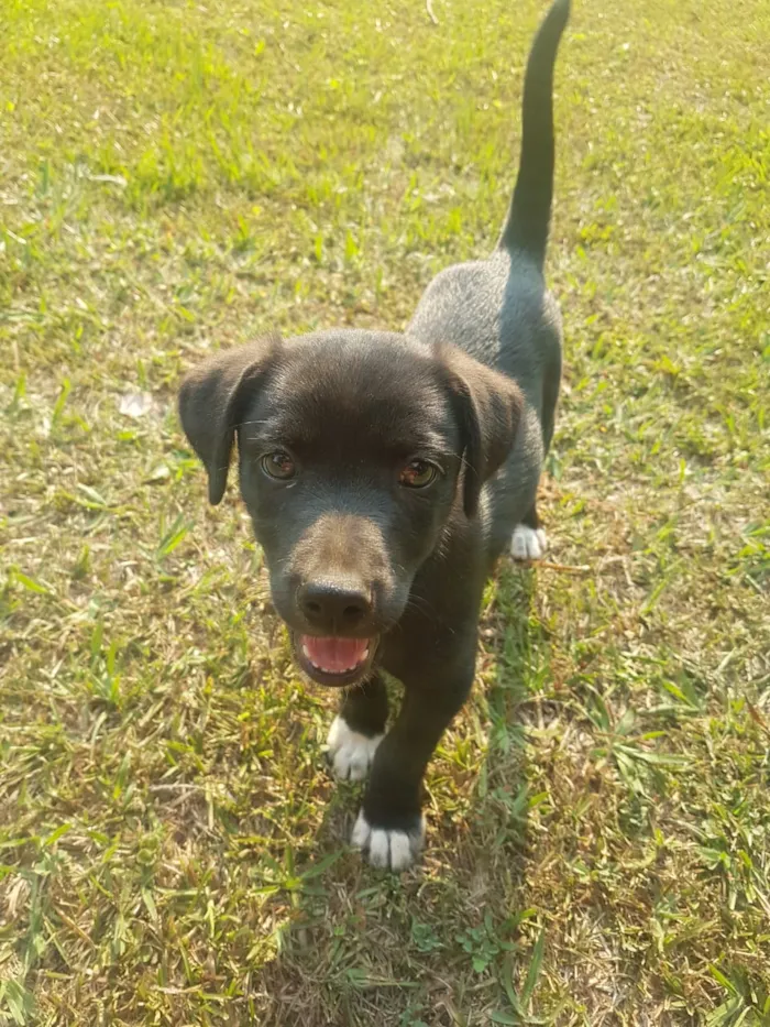 Cachorro raça Vira-Lata idade Abaixo de 2 meses nome DORA