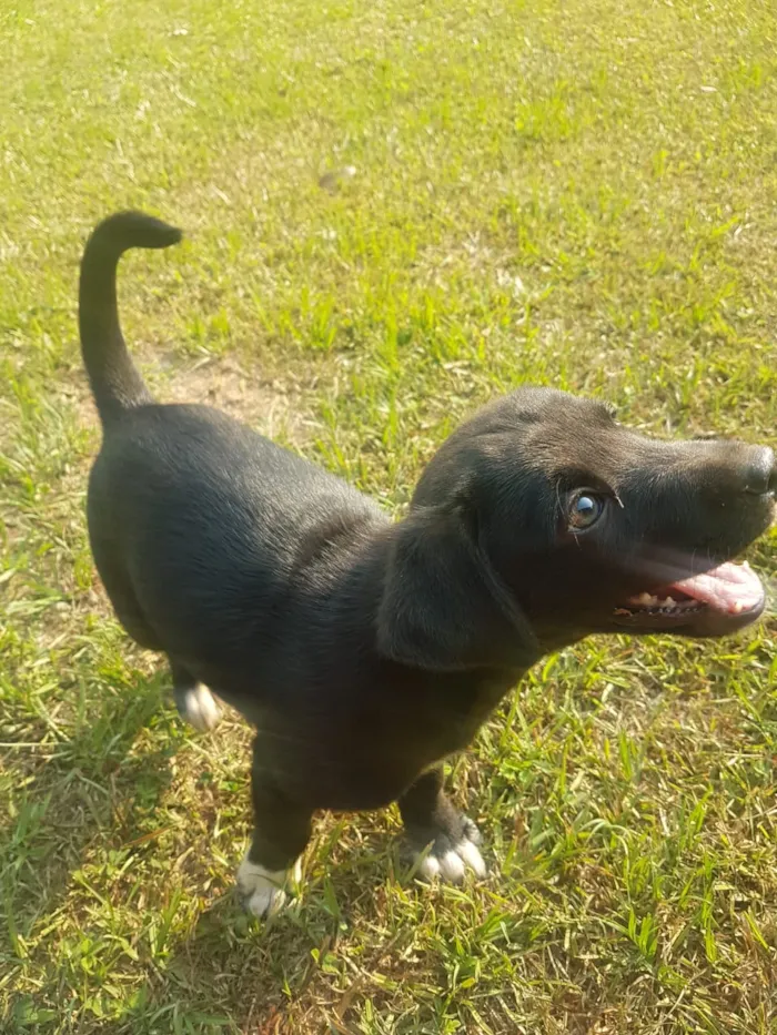 Cachorro raça Vira-Lata idade Abaixo de 2 meses nome DORA