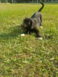 DORA