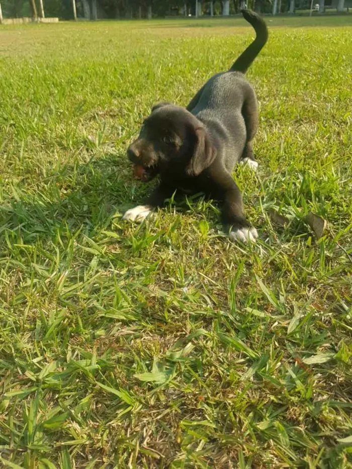 Cachorro raça Vira-Lata idade Abaixo de 2 meses nome DORA