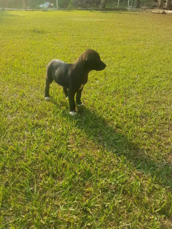 Cachorro raça Vira-Lata idade Abaixo de 2 meses nome DORA