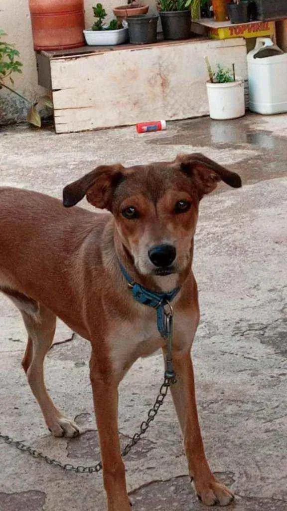 Cachorro raça Vira-lata idade 2 a 6 meses nome Bingo