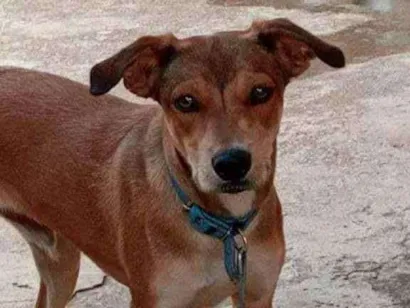 Cachorro raça Vira-lata idade 2 a 6 meses nome Bingo