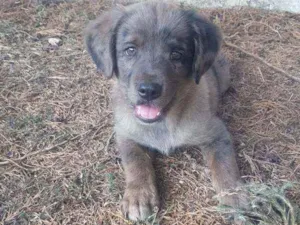 Cachorro raça Vira-Lata idade Abaixo de 2 meses nome THOR
