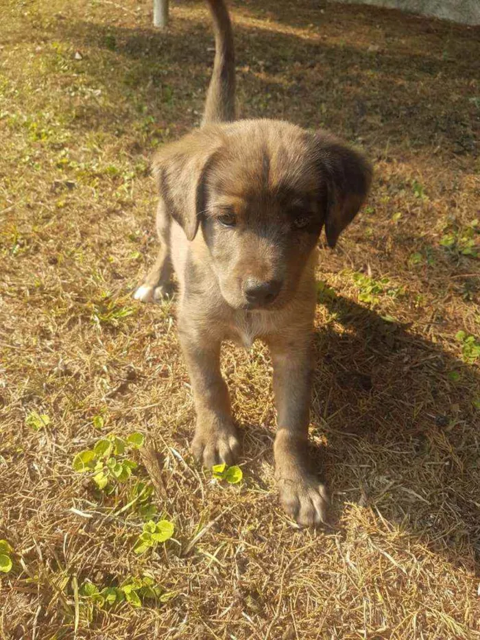 Cachorro raça Vira-Lata idade Abaixo de 2 meses nome THOR