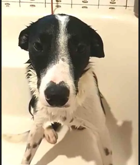 Cachorro ra a  idade 2 anos nome Nicki