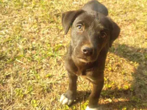 Cachorro raça Vira-Lata idade Abaixo de 2 meses nome DORA