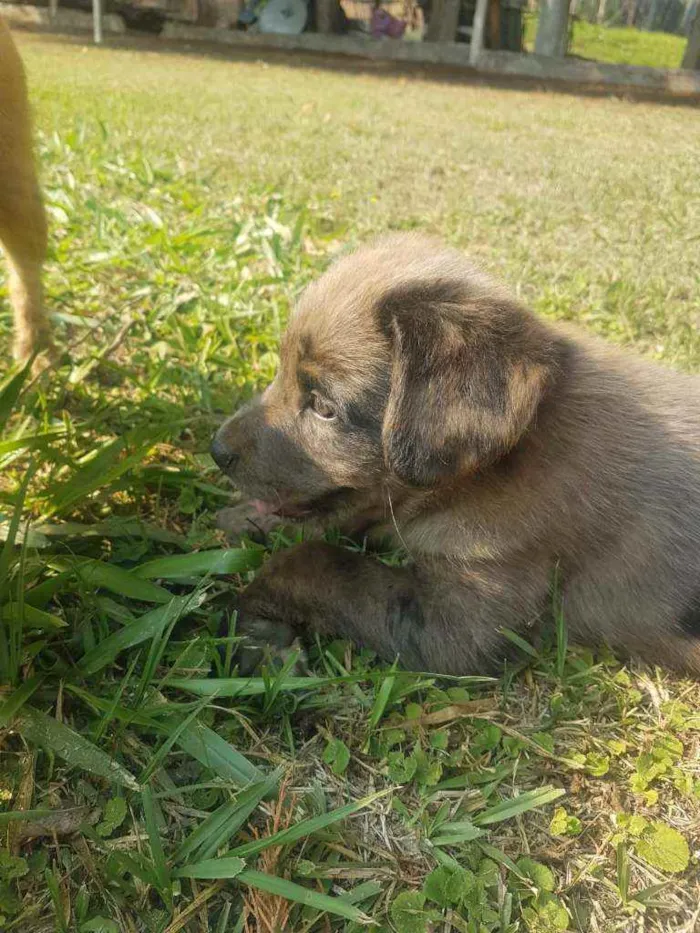 Cachorro raça Vira-Lata idade Abaixo de 2 meses nome THOR