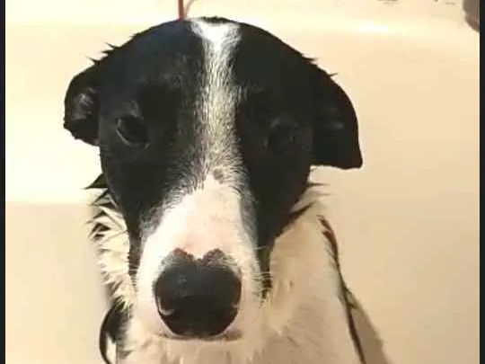 Cachorro ra a  idade 2 anos nome Nicki