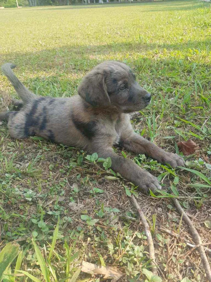 Cachorro raça Vira-Lata idade Abaixo de 2 meses nome THOR
