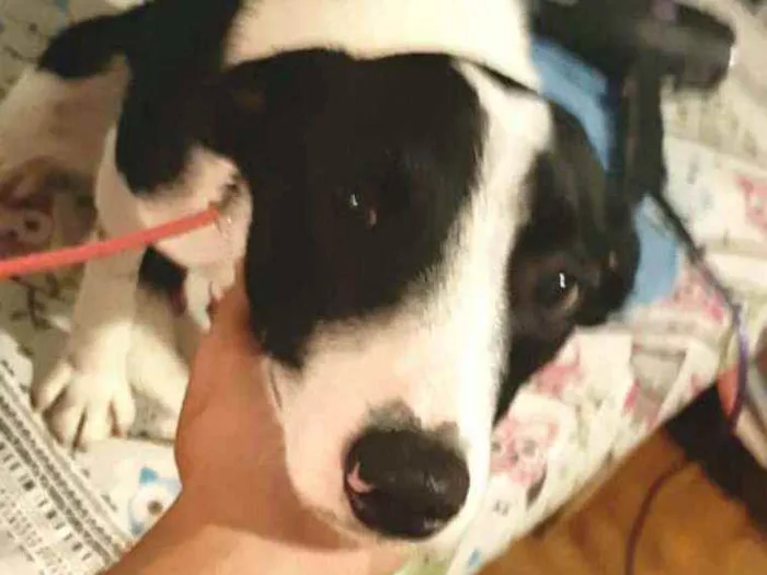 Cachorro ra a  idade 2 anos nome Nicki