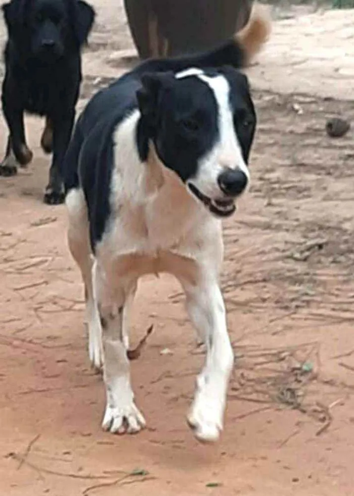 Cachorro ra a  idade 2 anos nome Nicki