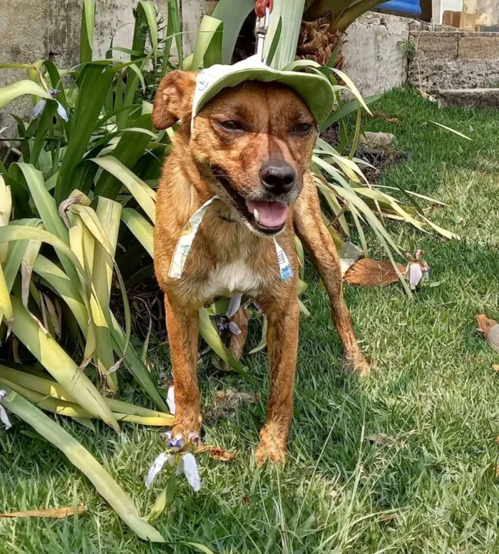 Cachorro ra a SRD-ViraLata idade 3 anos nome Doug