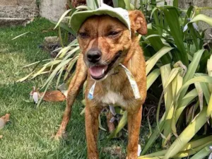 Cachorro raça SRD-ViraLata idade 3 anos nome Doug