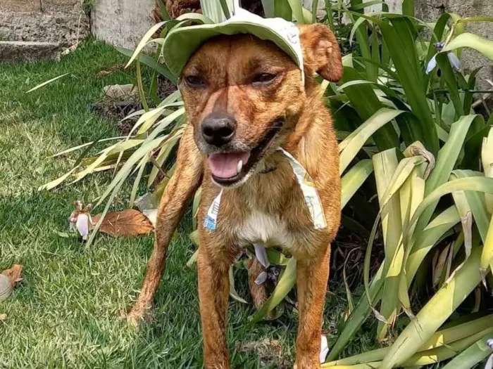 Cachorro ra a SRD-ViraLata idade 3 anos nome Doug