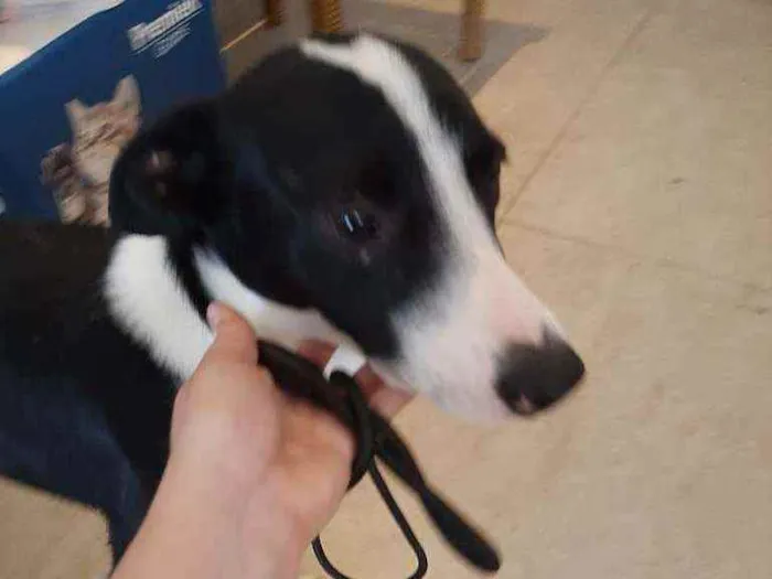 Cachorro ra a  idade 2 anos nome Nicki