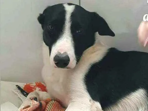 Cachorro ra a  idade 2 anos nome Nicki