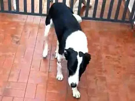 Cachorro ra a  idade 2 anos nome Nicki