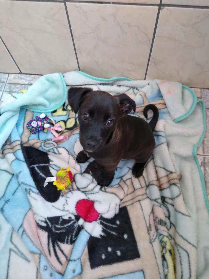 Cachorro ra a SRD idade 2 a 6 meses nome Mike