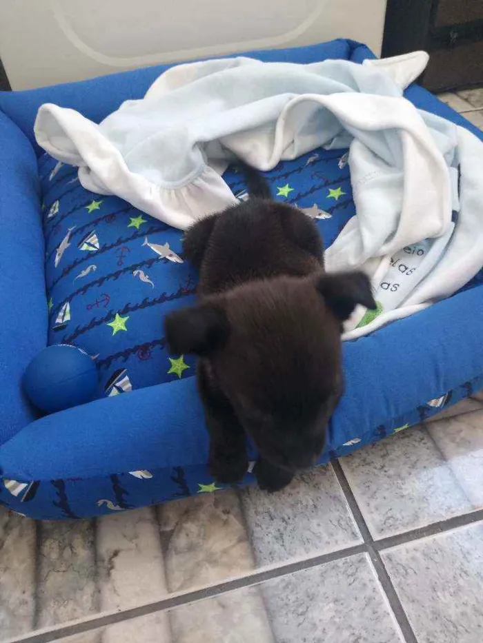 Cachorro ra a SRD idade 2 a 6 meses nome Mike
