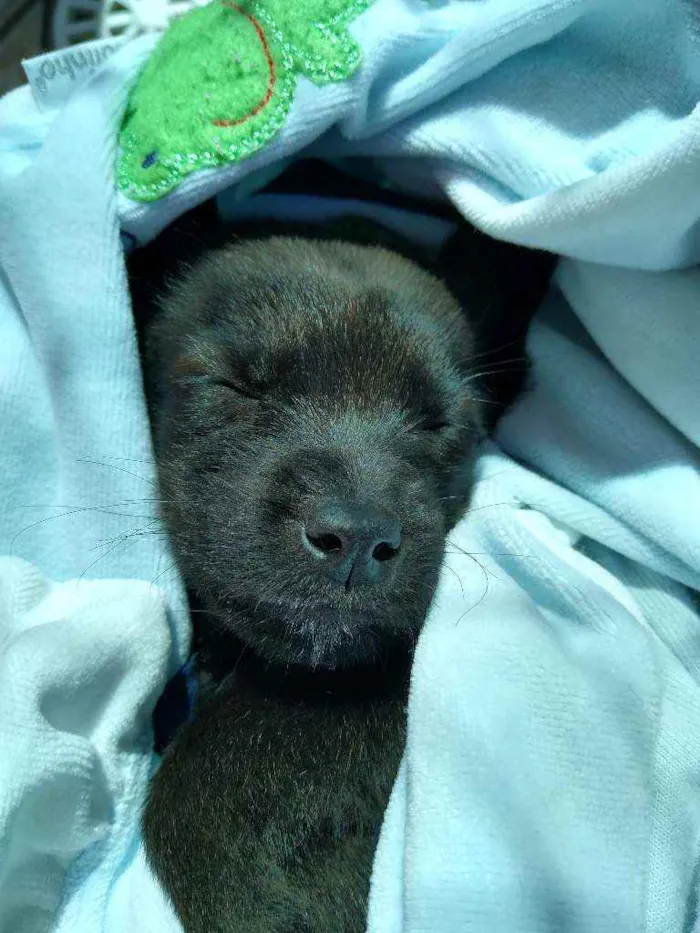 Cachorro ra a SRD idade 2 a 6 meses nome Mike