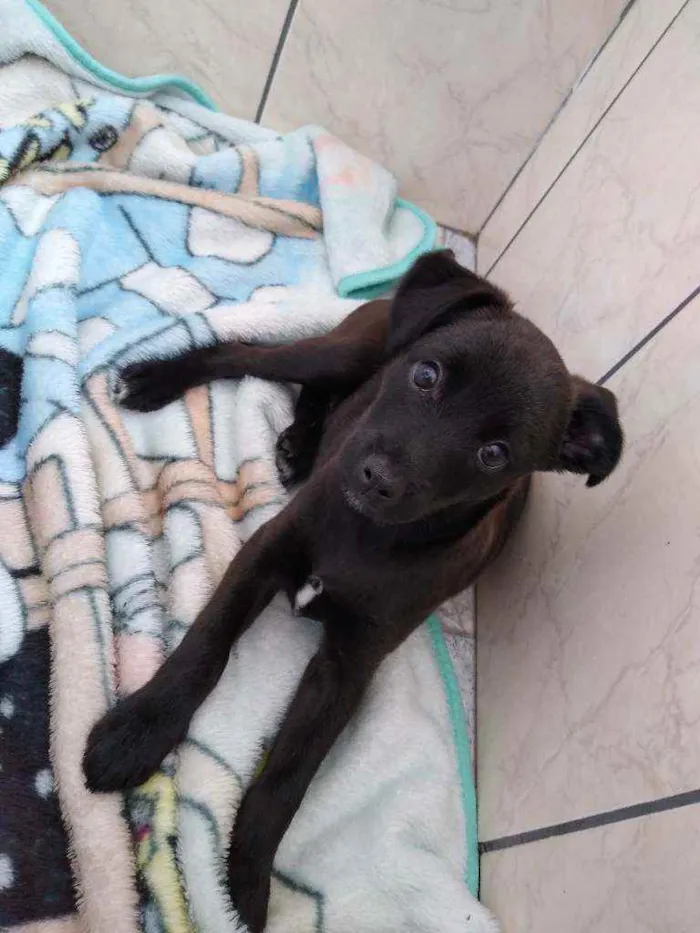 Cachorro ra a SRD idade 2 a 6 meses nome Mike
