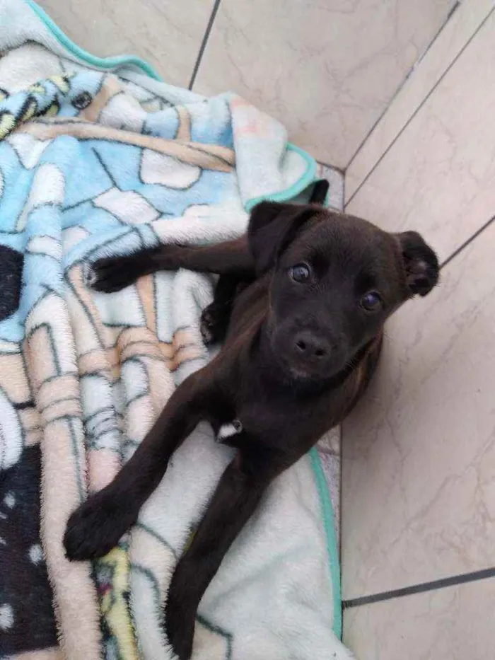 Cachorro ra a SRD idade 2 a 6 meses nome Mike
