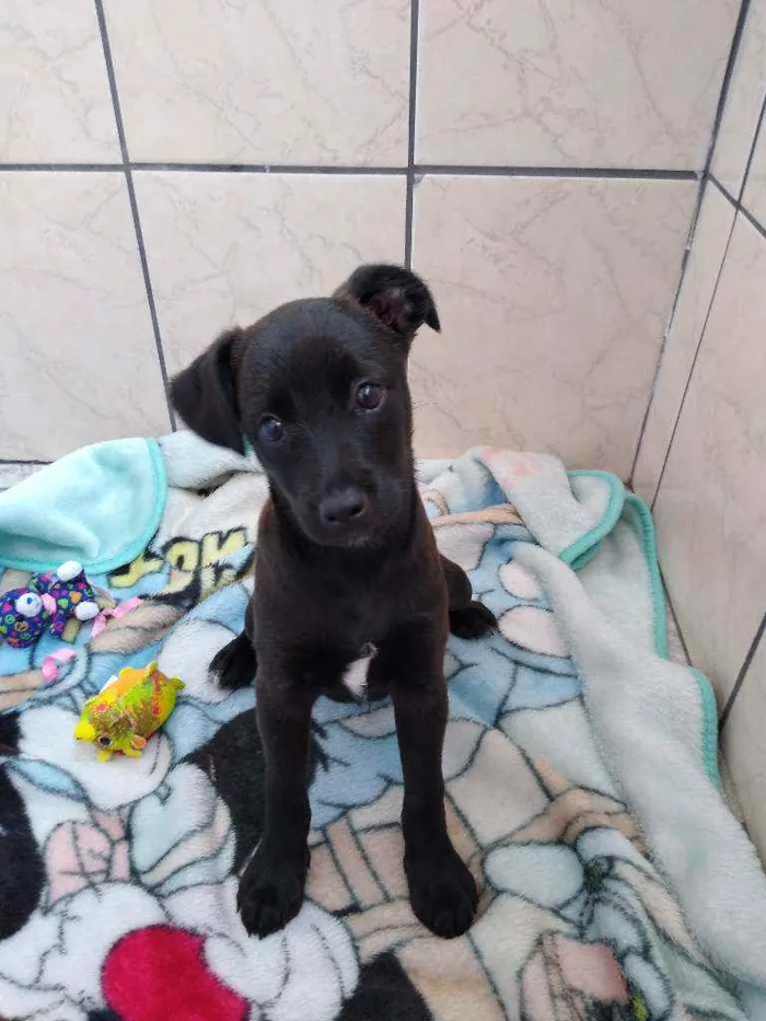 Cachorro ra a SRD idade 2 a 6 meses nome Mike