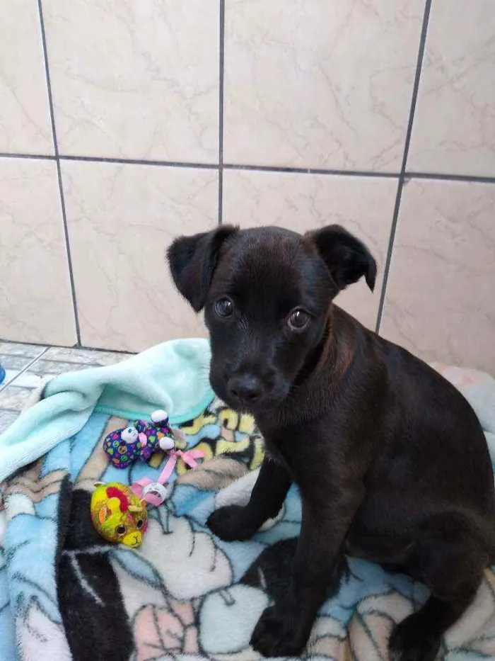 Cachorro ra a SRD idade 2 a 6 meses nome Mike
