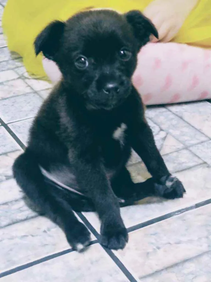 Cachorro ra a SRD idade 2 a 6 meses nome Mike