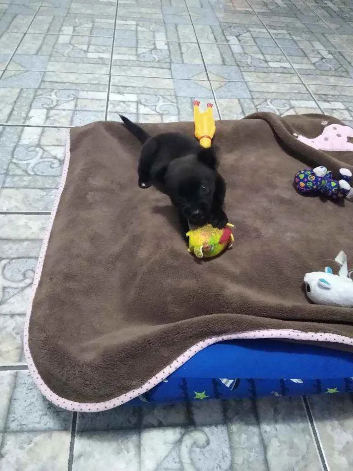 Cachorro ra a SRD idade 2 a 6 meses nome Mike