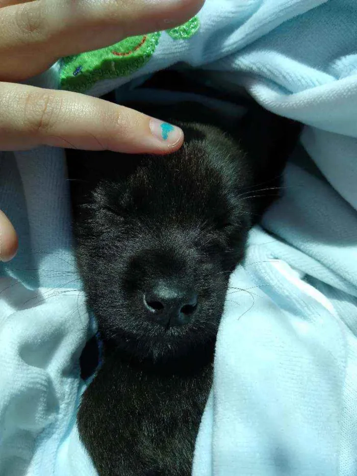 Cachorro ra a SRD idade 2 a 6 meses nome Mike