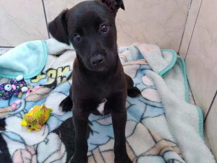 Cachorro ra a SRD idade 2 a 6 meses nome Mike