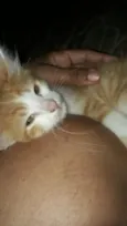 Dexter