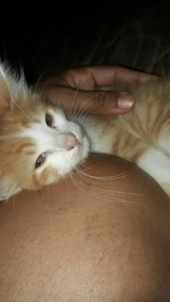 Gato ra a SRD idade 2 a 6 meses nome Dexter