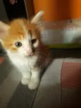 Dexter