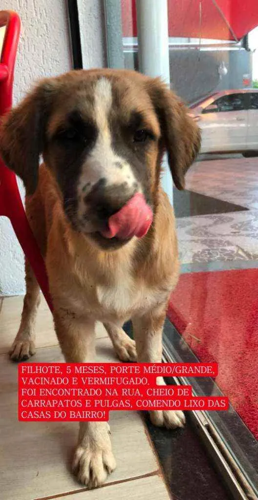 Cachorro ra a SRD idade 2 a 6 meses nome Beethoven