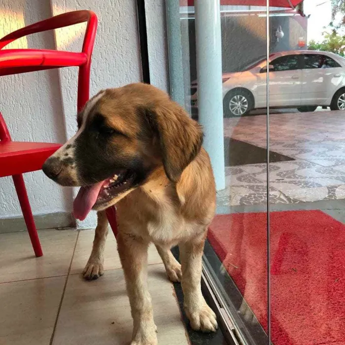 Cachorro ra a SRD idade 2 a 6 meses nome Beethoven