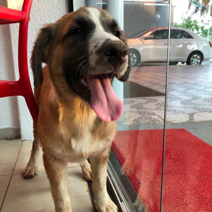 Cachorro ra a SRD idade 2 a 6 meses nome Beethoven