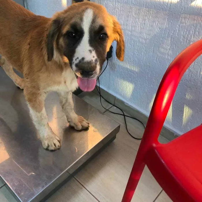 Cachorro ra a SRD idade 2 a 6 meses nome Beethoven
