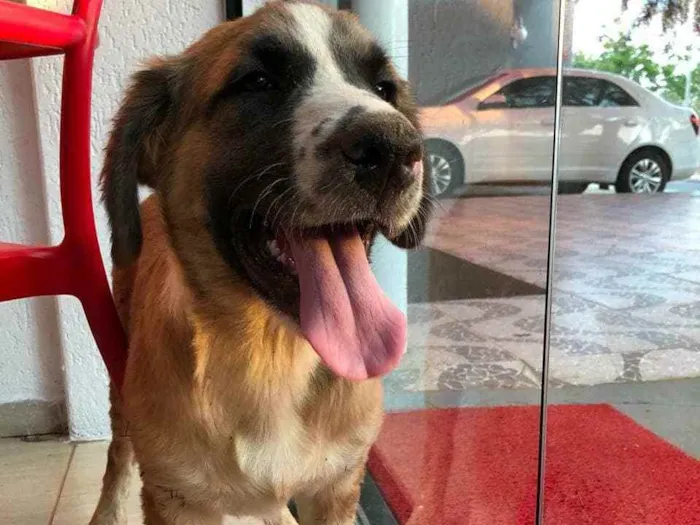 Cachorro ra a SRD idade 2 a 6 meses nome Beethoven