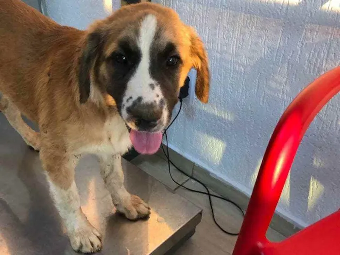 Cachorro ra a SRD idade 2 a 6 meses nome Beethoven