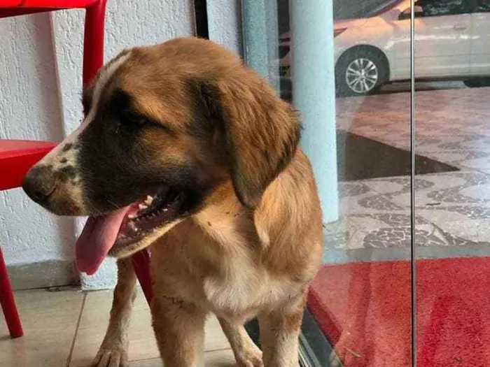 Cachorro ra a SRD idade 2 a 6 meses nome Beethoven