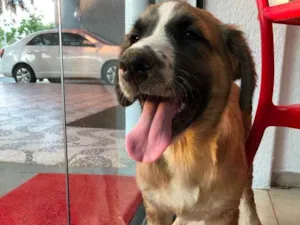 Cachorro raça SRD idade 2 a 6 meses nome Beethoven