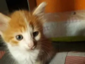 Gato raça SRD idade 2 a 6 meses nome Dexter