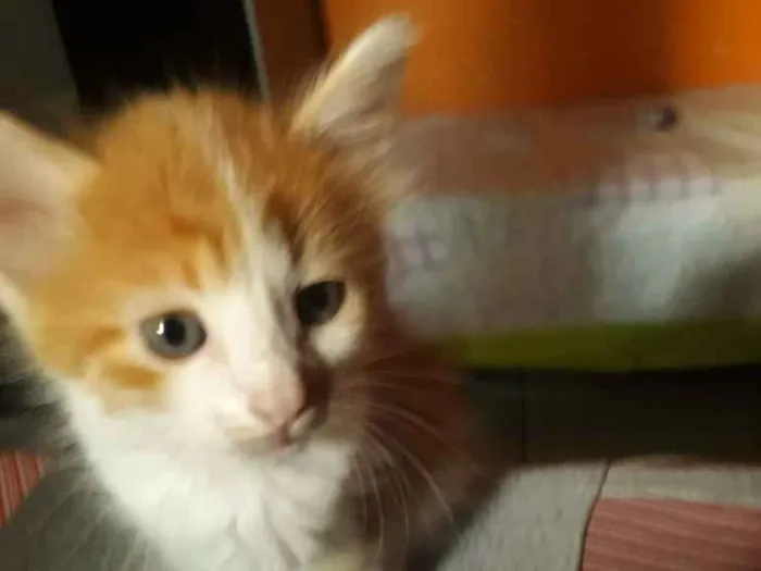 Gato ra a SRD idade 2 a 6 meses nome Dexter