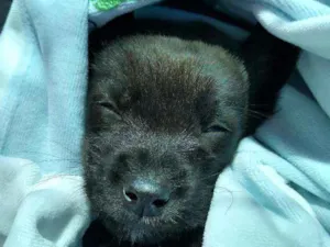 Cachorro raça SRD idade 2 a 6 meses nome Mike