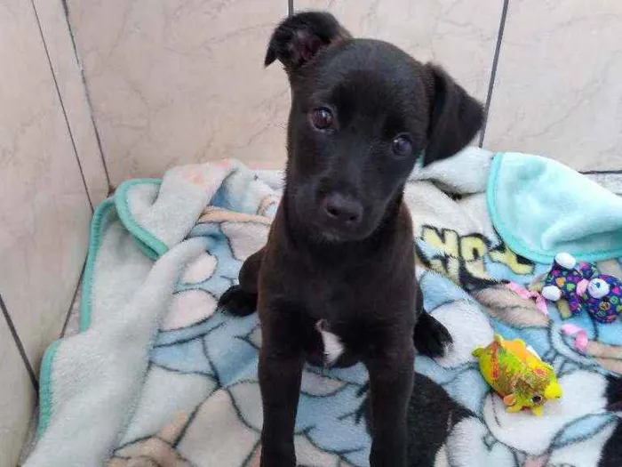 Cachorro ra a SRD idade 2 a 6 meses nome Mike